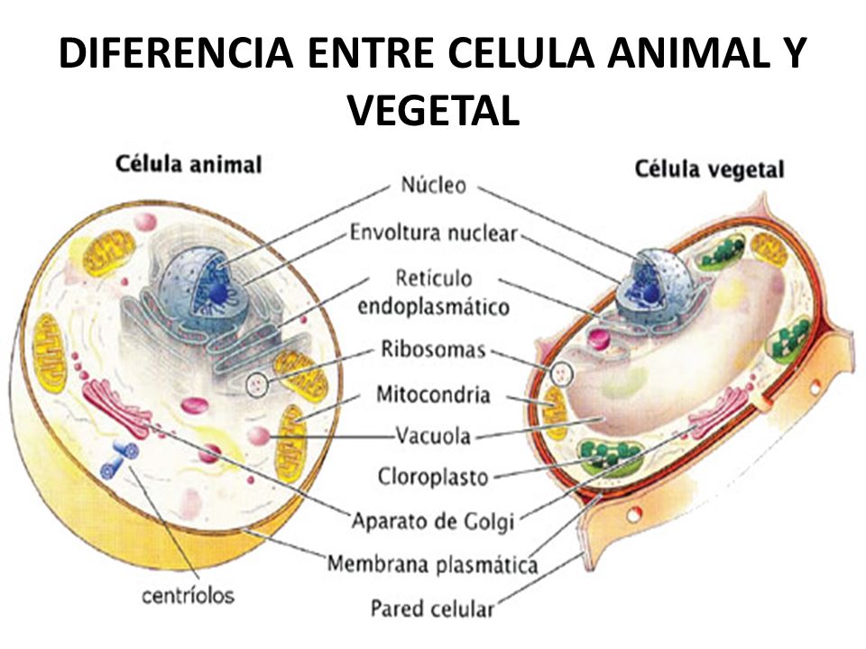 Diferencia entre célula eucariota y procariota